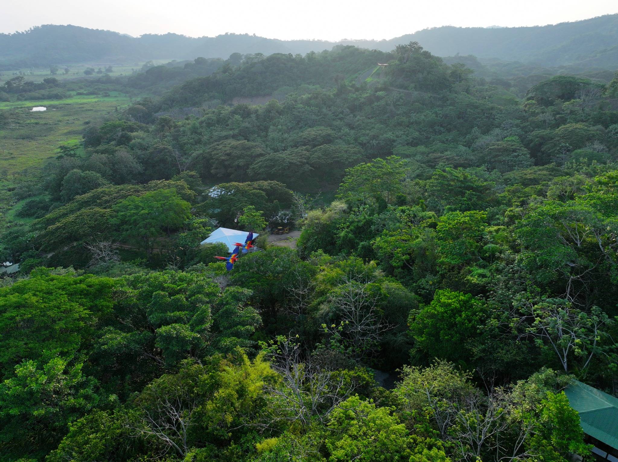 Drone shot of two scarlet macaws on the Wanderlust Sanctuary land